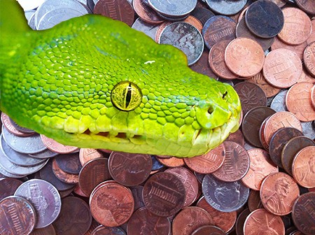 Python in Coins